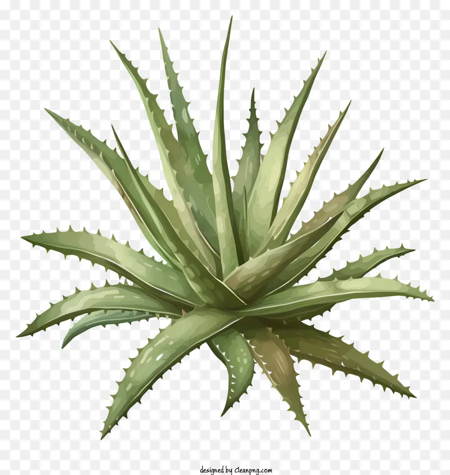 Hoja De Aloe Vera，El Aloe Vera Plant PNG