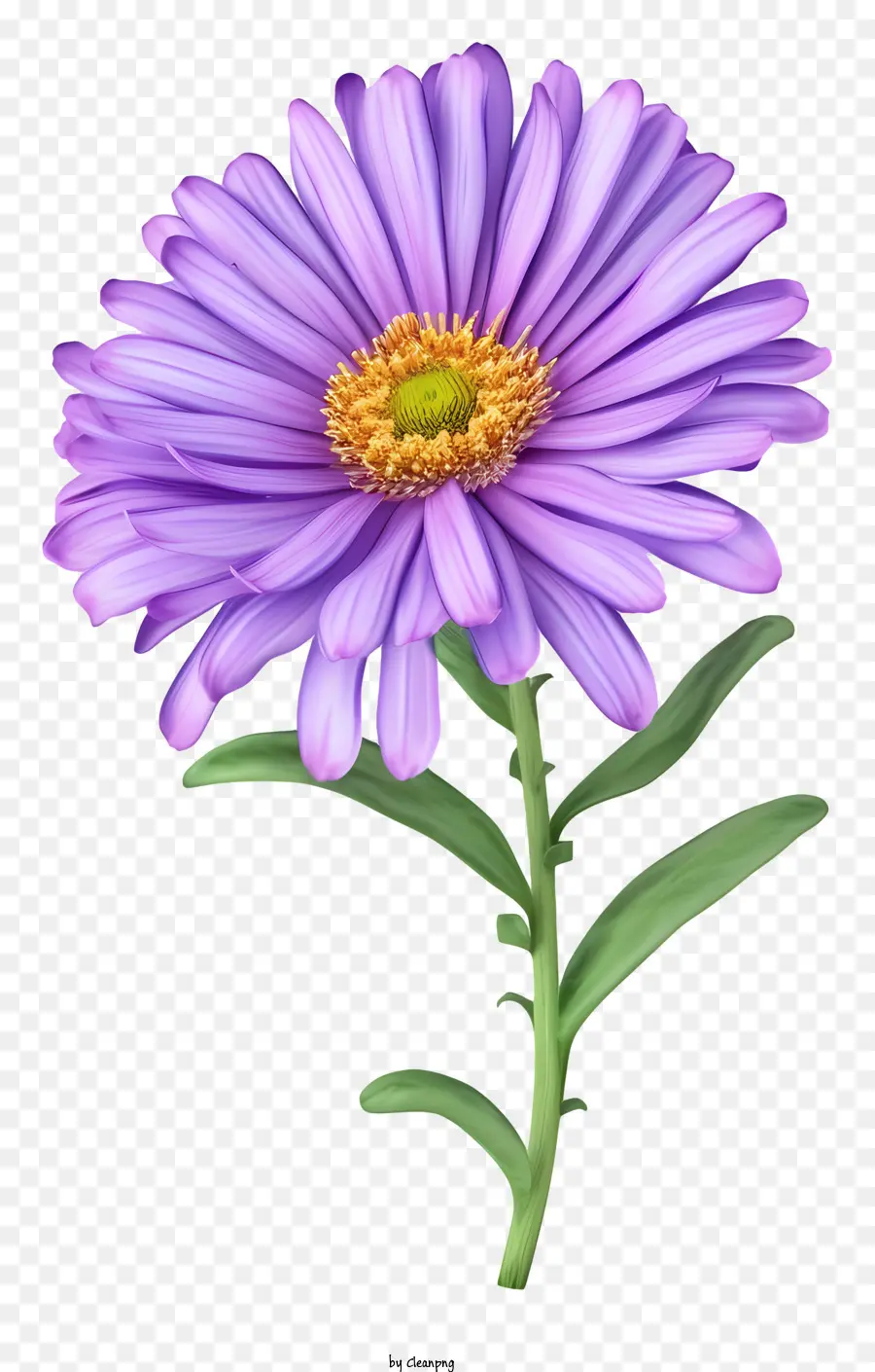 Elegante Flor De Aster，Flor Morada PNG