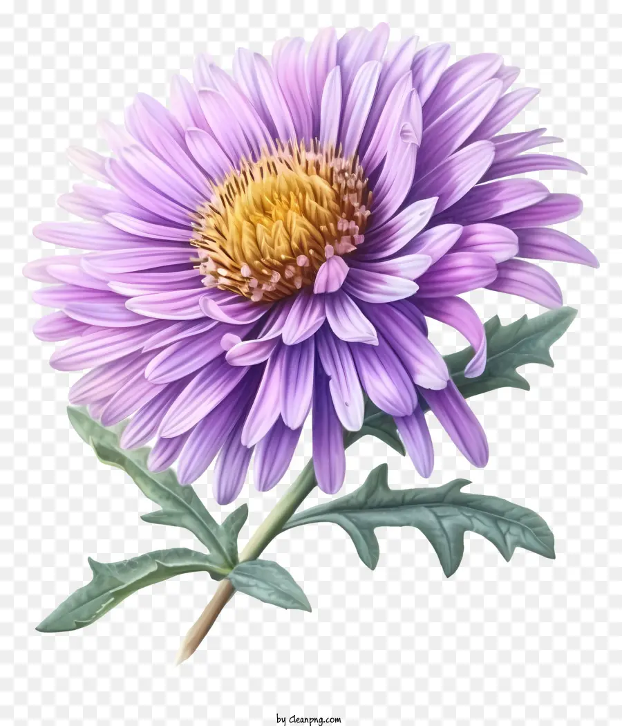 Flor De Aster Elegante Realista，Púrpura De Crisantemo PNG