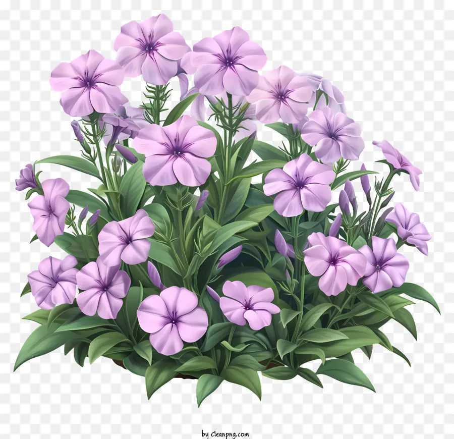 Flor De Phlox，Ramo PNG