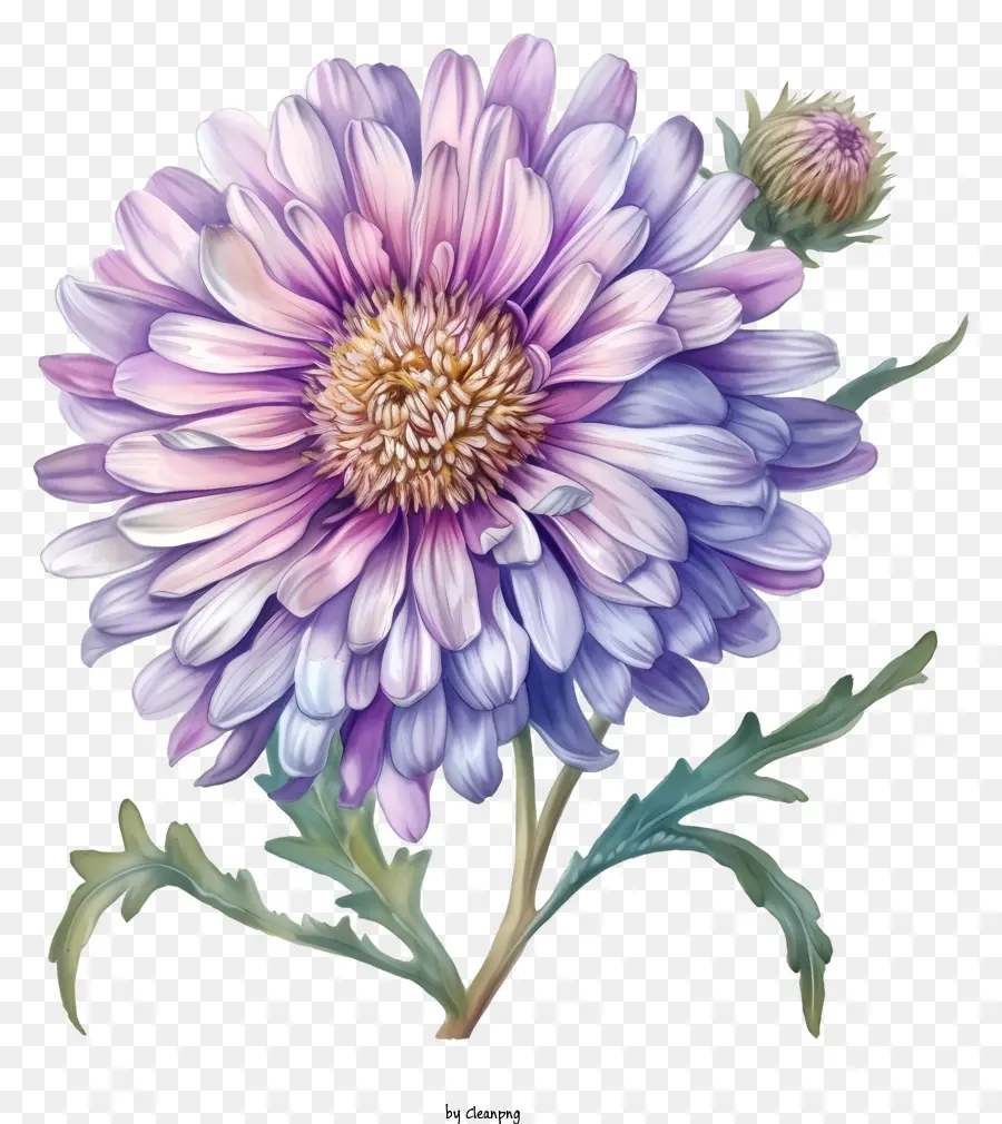 Al Estilo De La Ilustración Romántica，Elegante Flor De Aster PNG