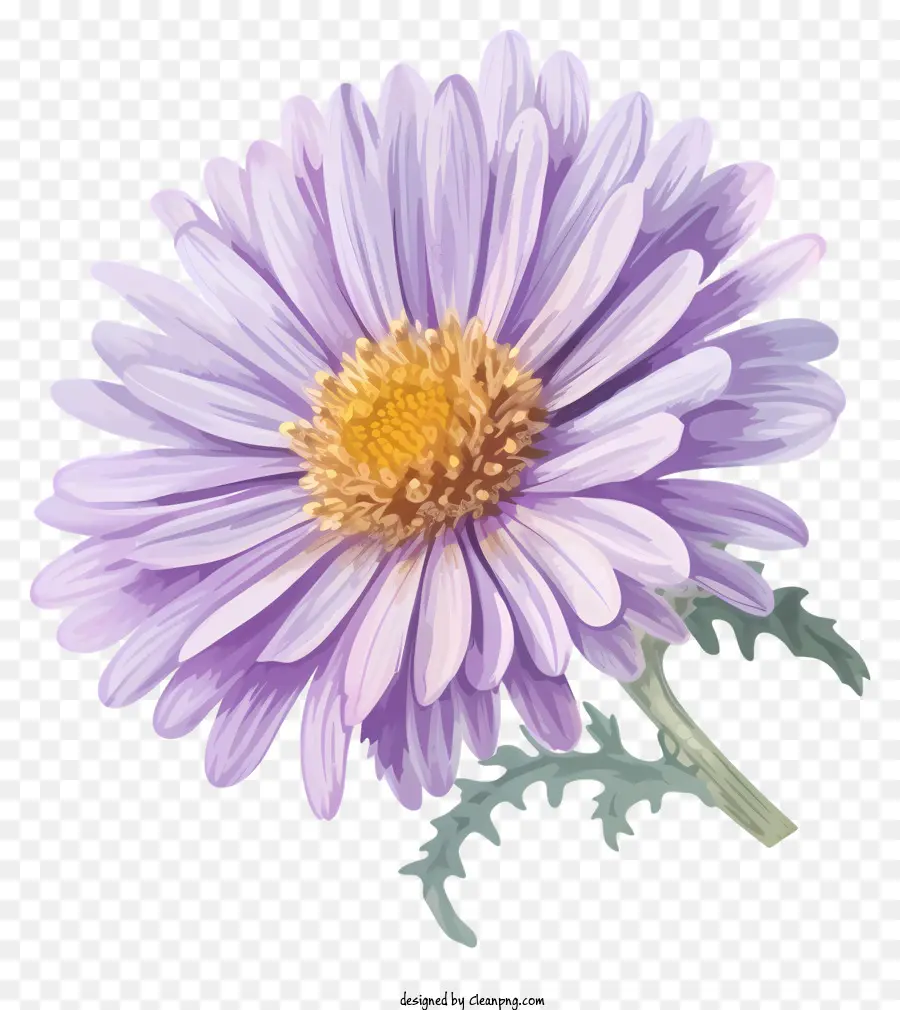 Flor De Aster Plana Elegante，Crisantemo PNG