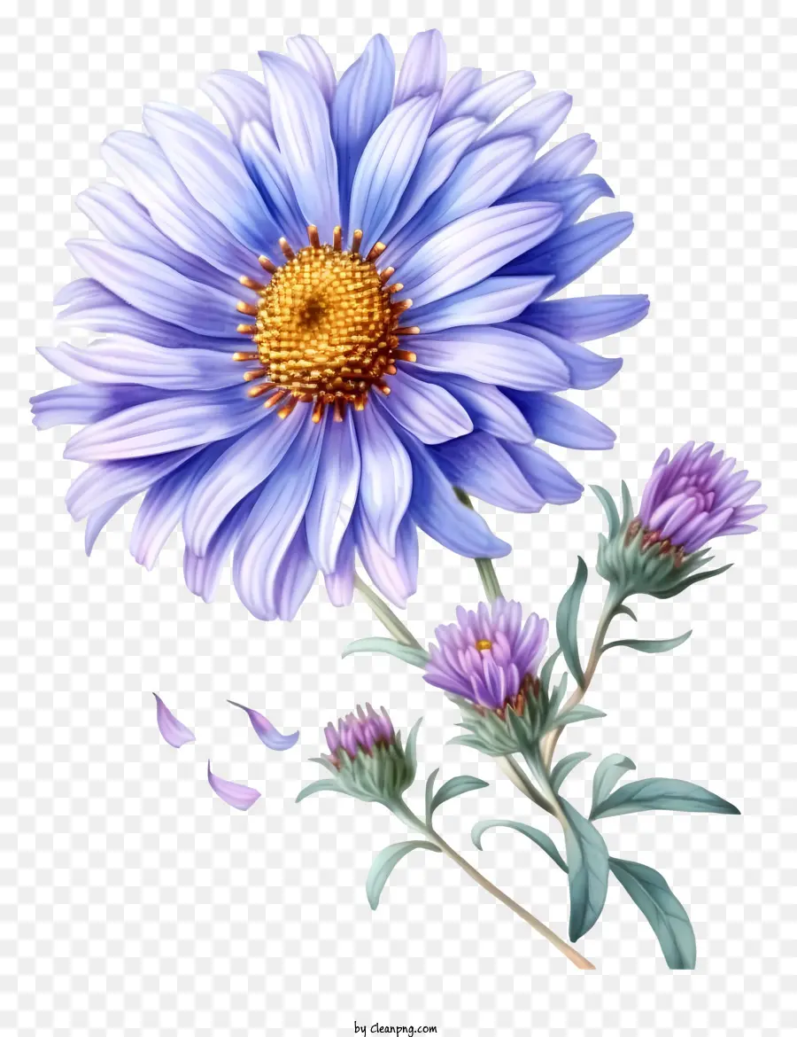 Elegante Flor De Aster，Flores De Color Azul PNG