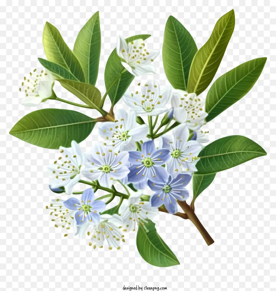 Elegante Flor De Myrtle，Flor De Dibujo PNG