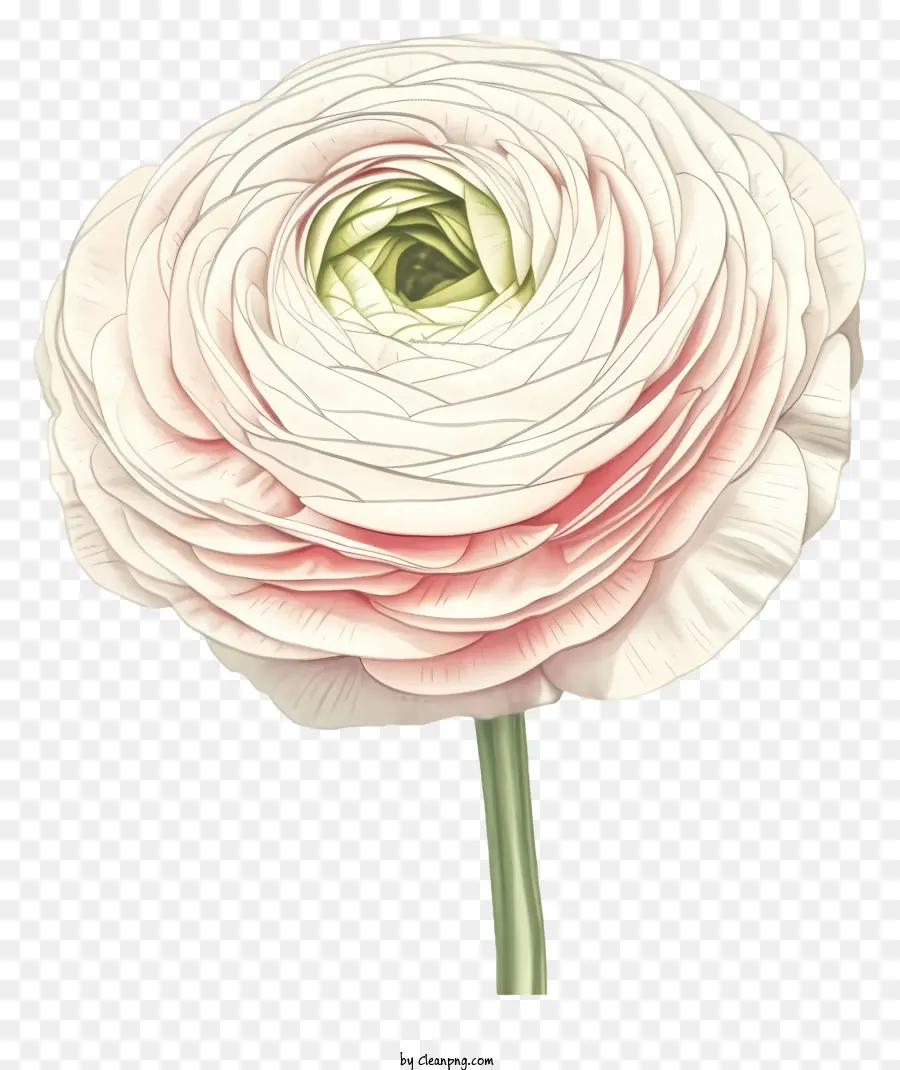 Flor Elegante De Ranunculus Dibujada A Mano，De La Rosa Blanca PNG