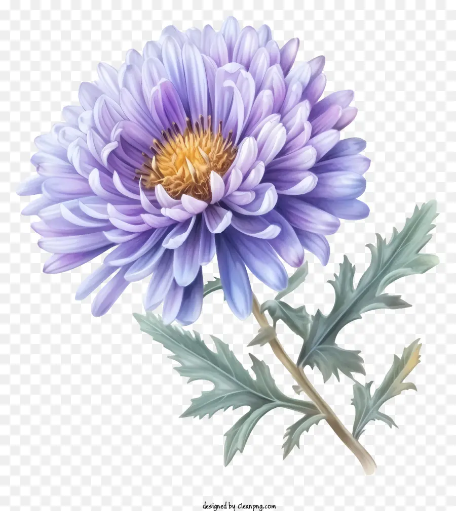Flor De Aster Elegante Realista，Púrpura De Crisantemo PNG