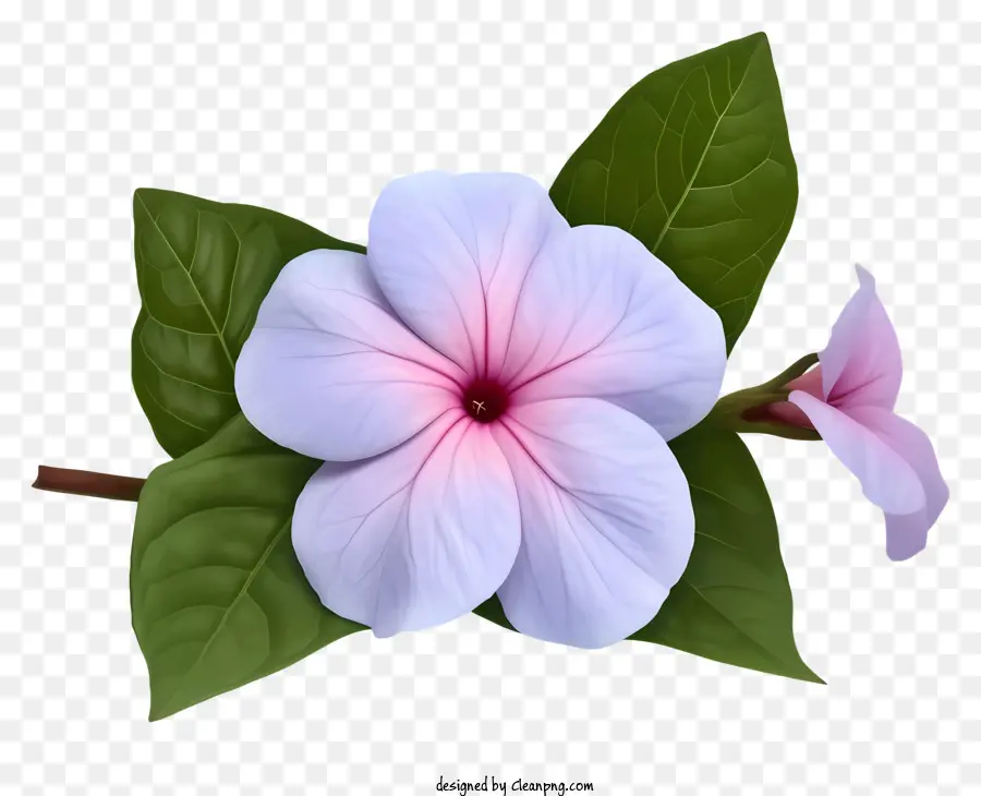 Elegante Flor De Bígaro，Flor PNG