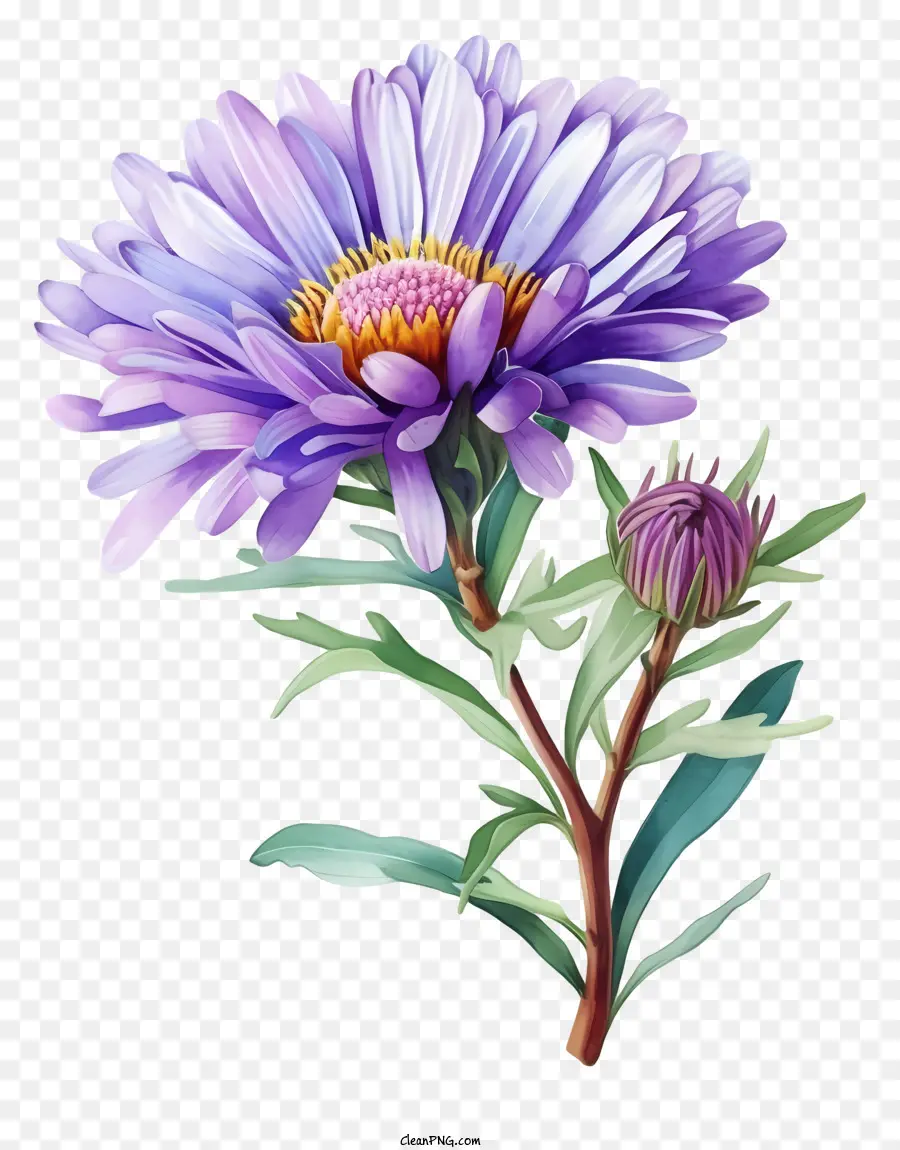 Floración De Aster Elegante De Acuarela，Flor PNG