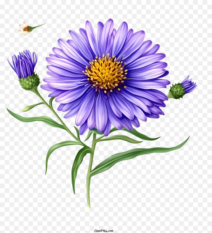 Flor De Aster Elegante Realista，Flor Azul PNG