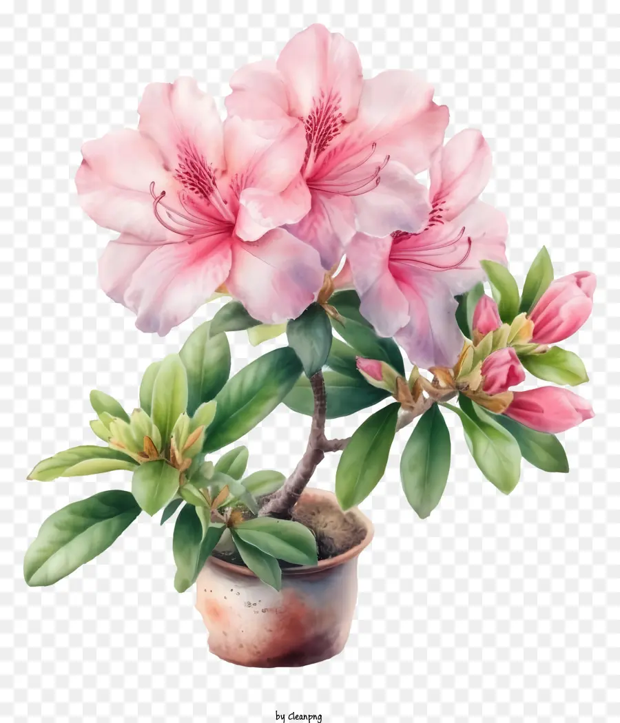 Ilustraciones Detalladas，Elegante Flor De Azalea PNG