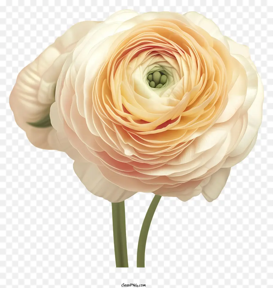 Al Estilo De Una Ilustración Romántica，Flor Blanca PNG