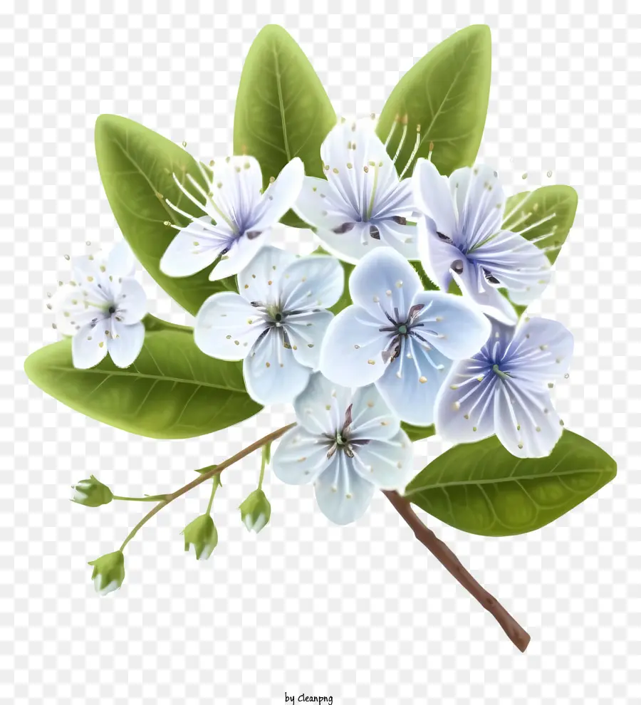 Elegante Flor De Mirto，Flores Blancas PNG