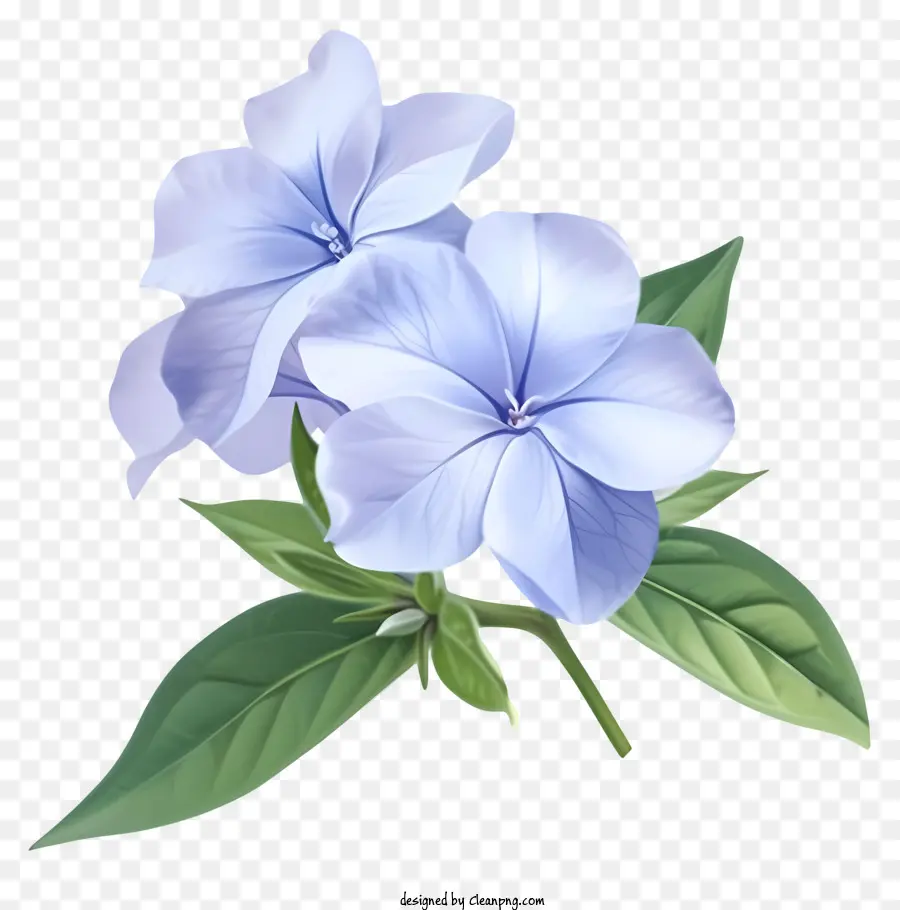 Diseño De Dibujo De Vector De Flores Perifíleos Elegantes，Flores De Color Púrpura PNG