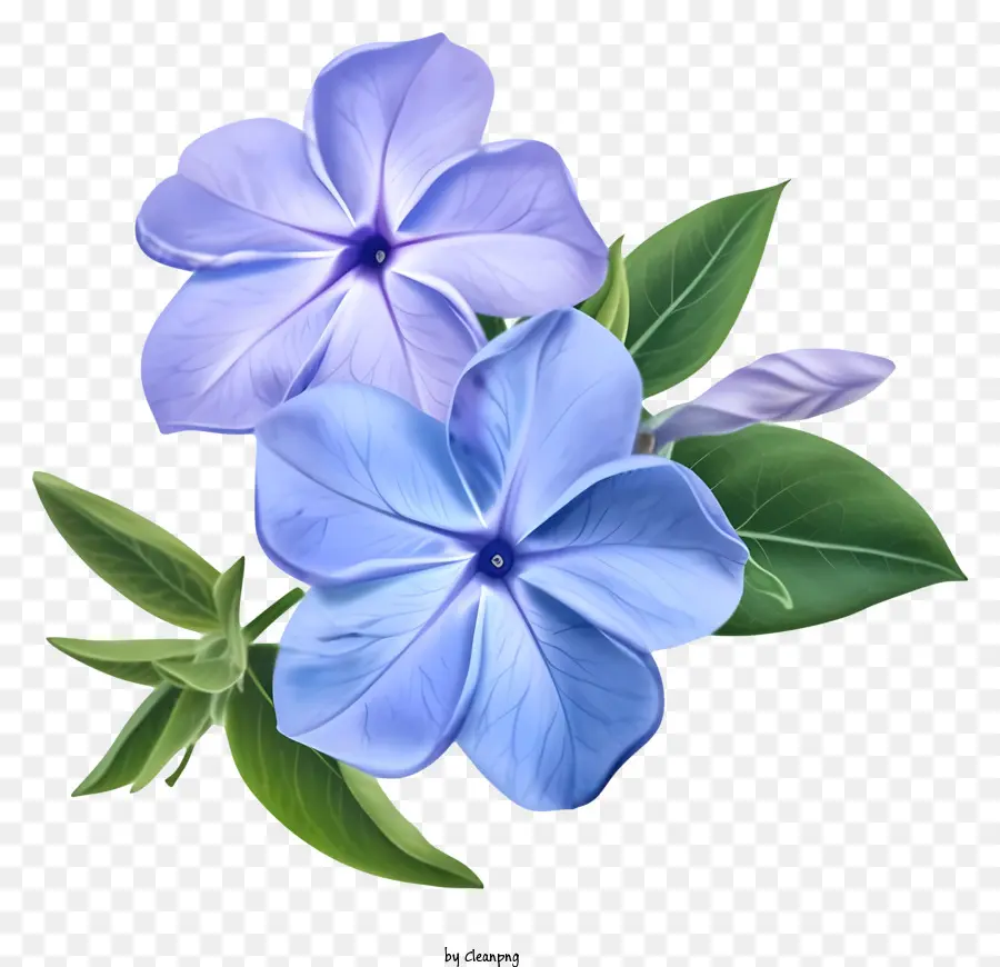 Elegante Diseño De Dibujo Vectorial De Flor De Bígaro，Flores PNG