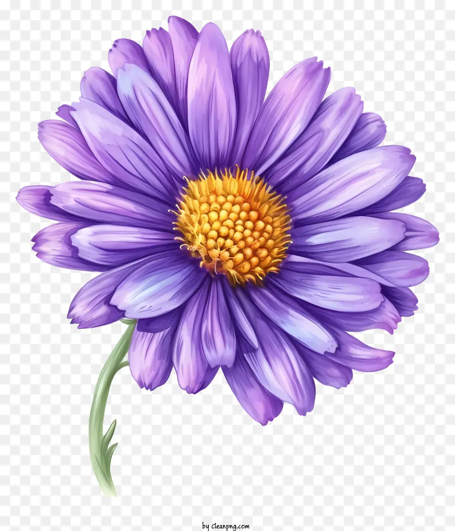 Elegante Flor De Aster，Púrpura Daisy PNG