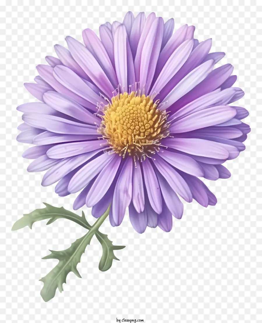 Flor De Aster Plana Elegante，Púrpura De Flores Silvestres PNG