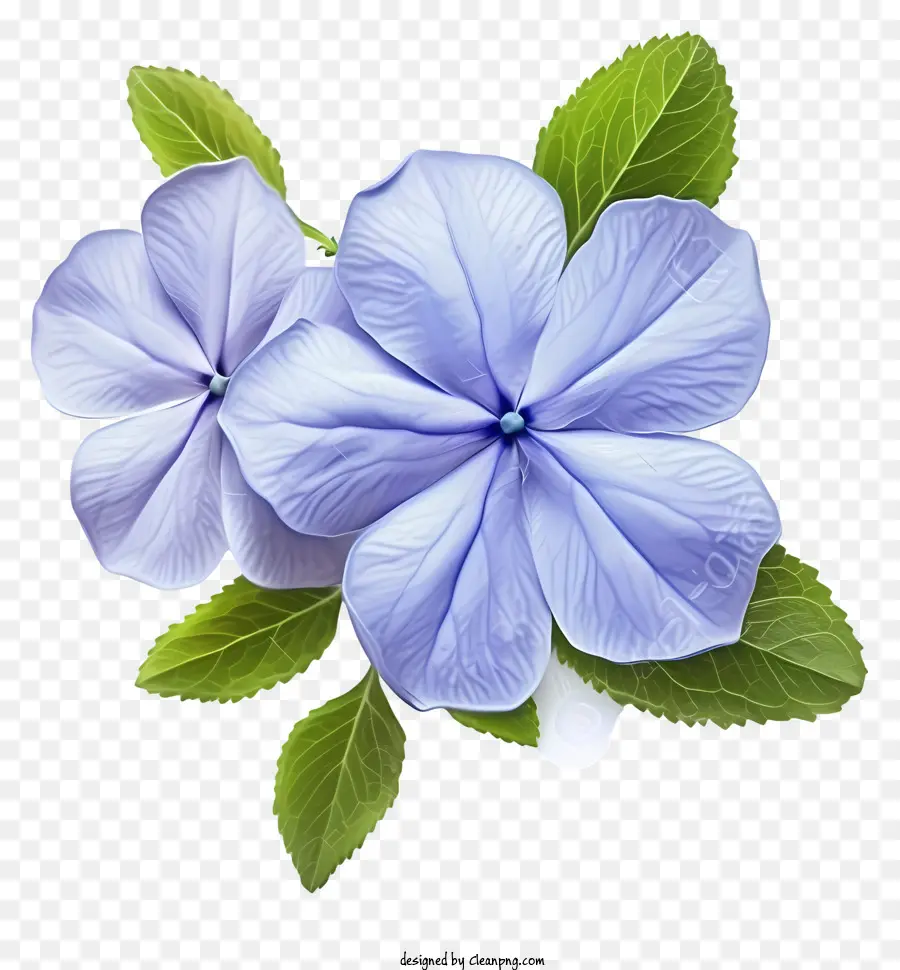 Flor Elegante De Periwinkle，Flor Azul PNG