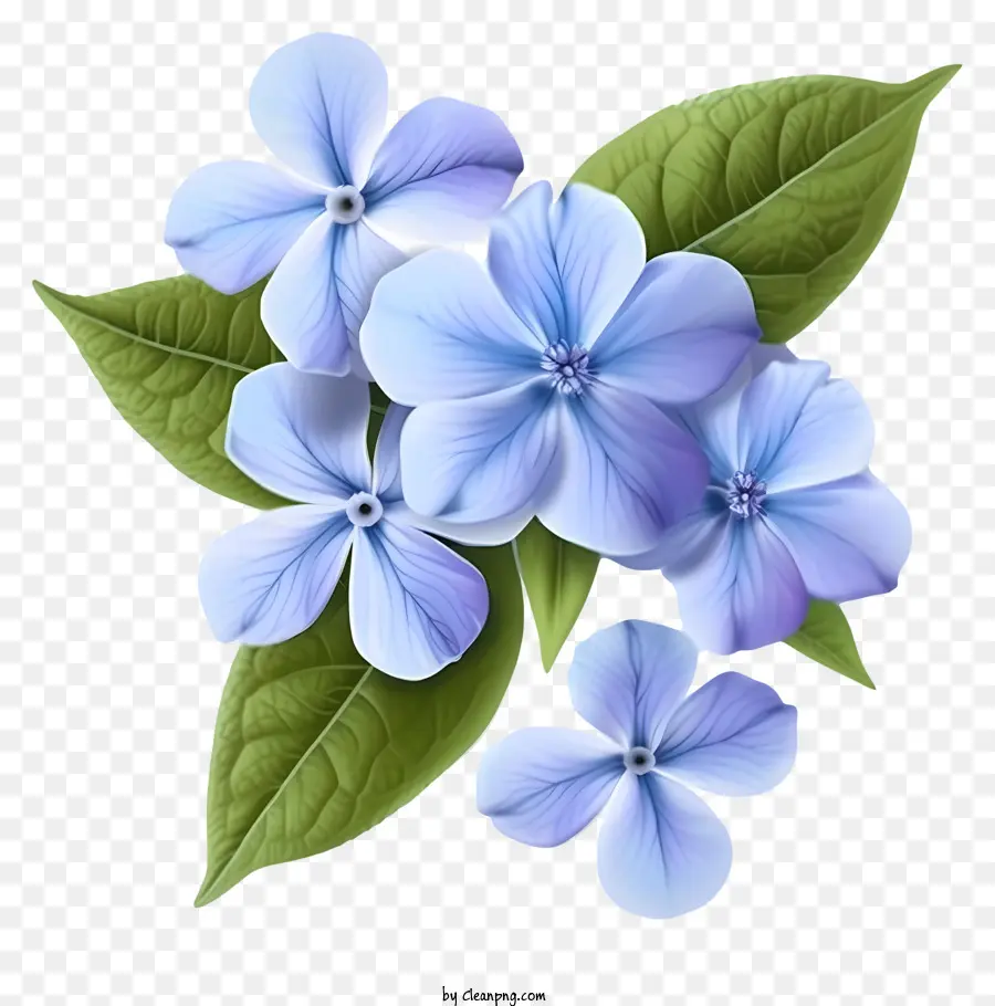 Flor Elegante De Periwinkle，Flor PNG