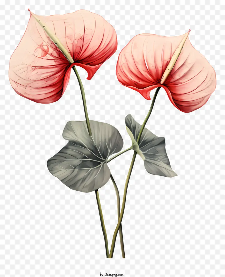 Flores De Anthurium，Flores De Color Rosa PNG