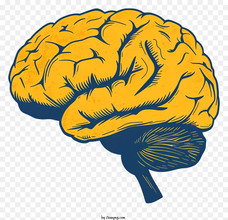 El Cerebro De La Mente，El Cerebro Humano PNG