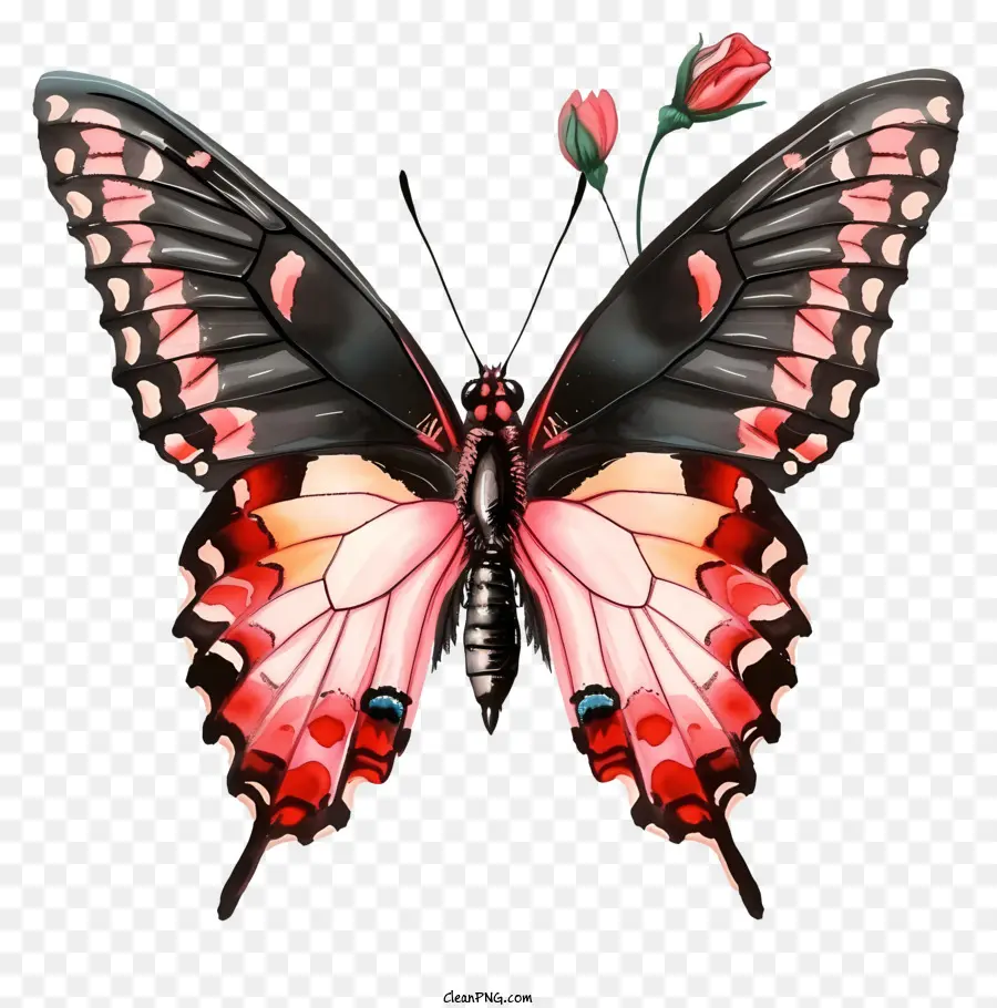 Ilustraciones Detalladas，Mariposa Elegante PNG