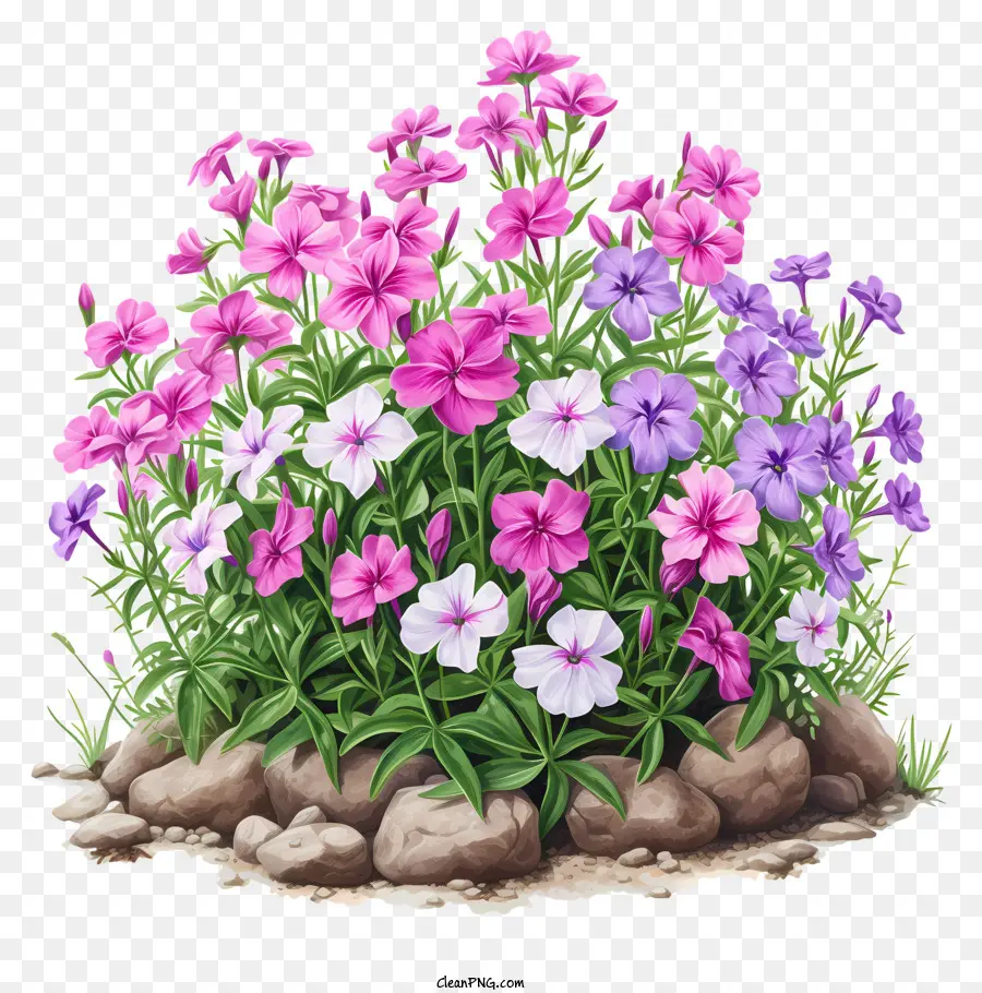 Cama De Flores Flox，Flores PNG