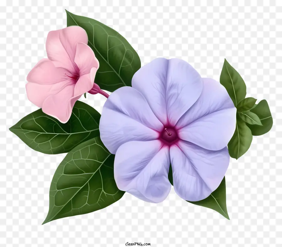 Flor Elegante De Periwinkle，Rosa Y Flores De Color Púrpura PNG
