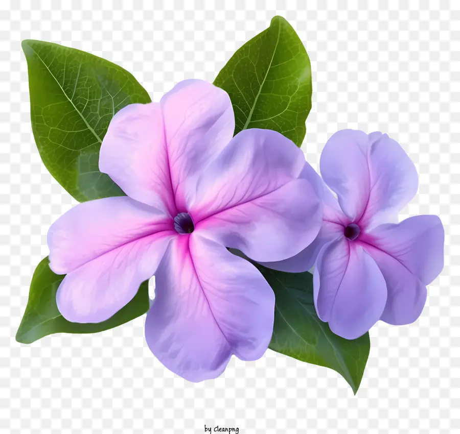 Flor Elegante De Periwinkle，Flores De Color Rosa PNG