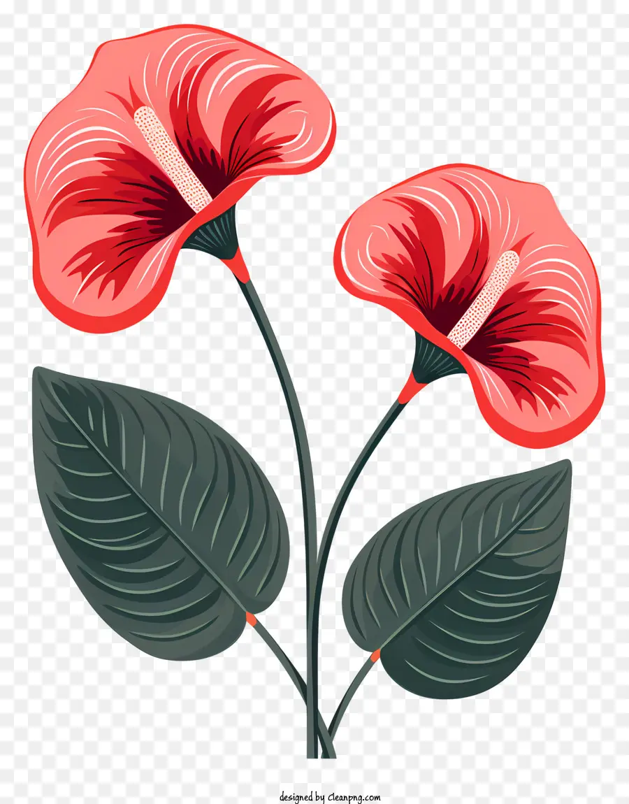 Flores De Anthurium，Keywords PNG