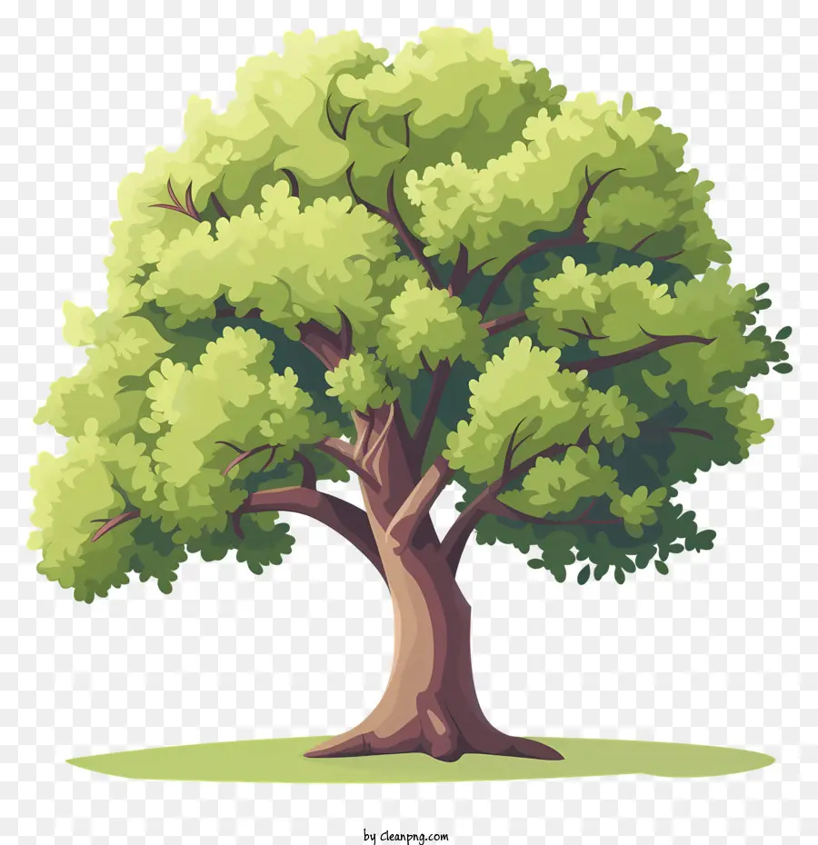 Árbol，Dibujos Animados De árbol PNG