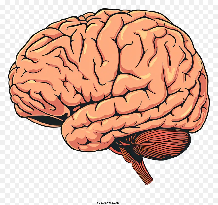 El Cerebro De La Mente，El Cerebro Humano PNG