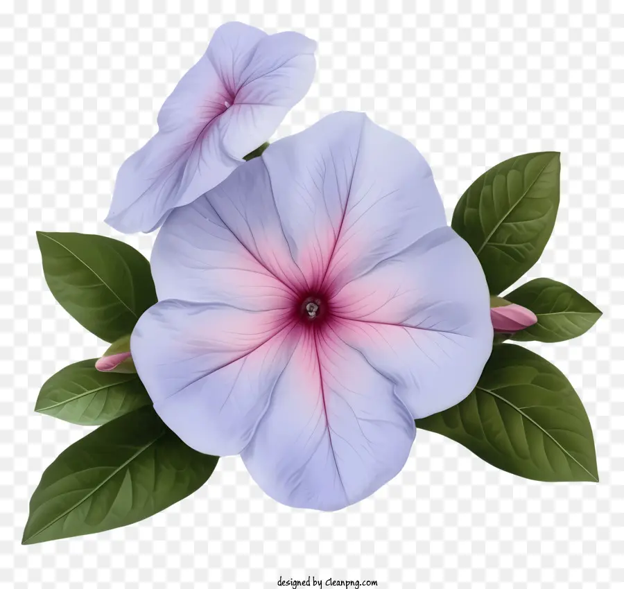 Flor Elegante De Periwinkle，Flor De Pánsica Púrpura PNG