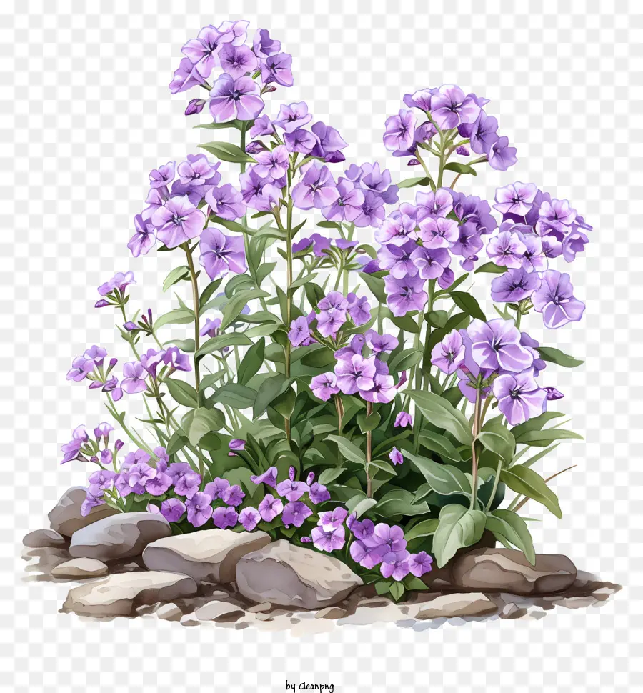 Cama De Flores Phlox，Flores De Color Púrpura PNG