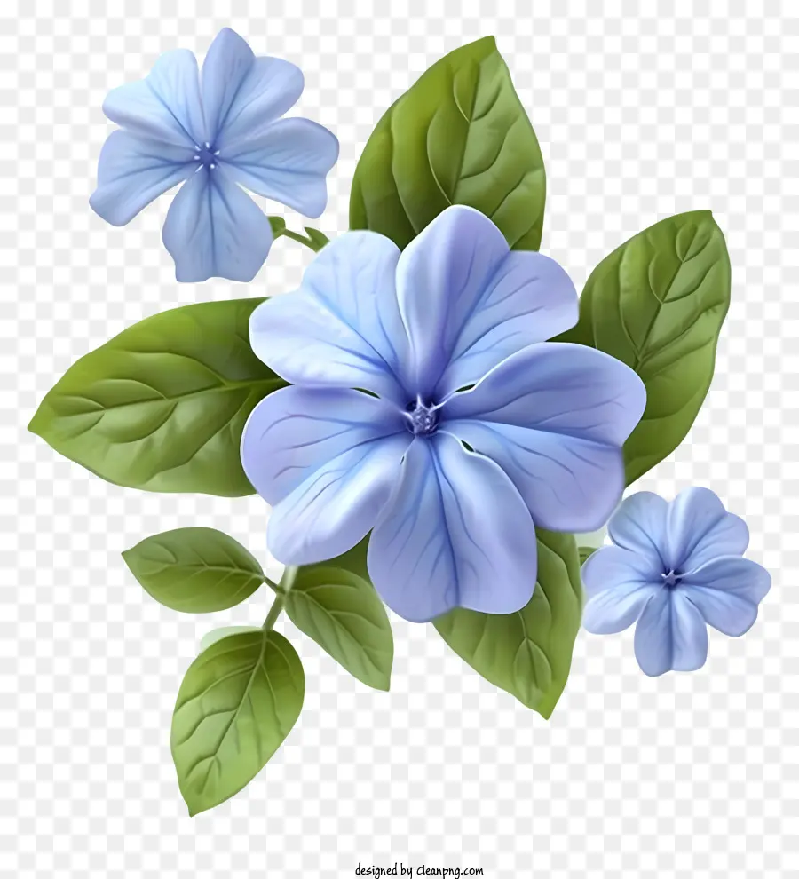 Flor Elegante De Periwinkle，Flor Azul PNG