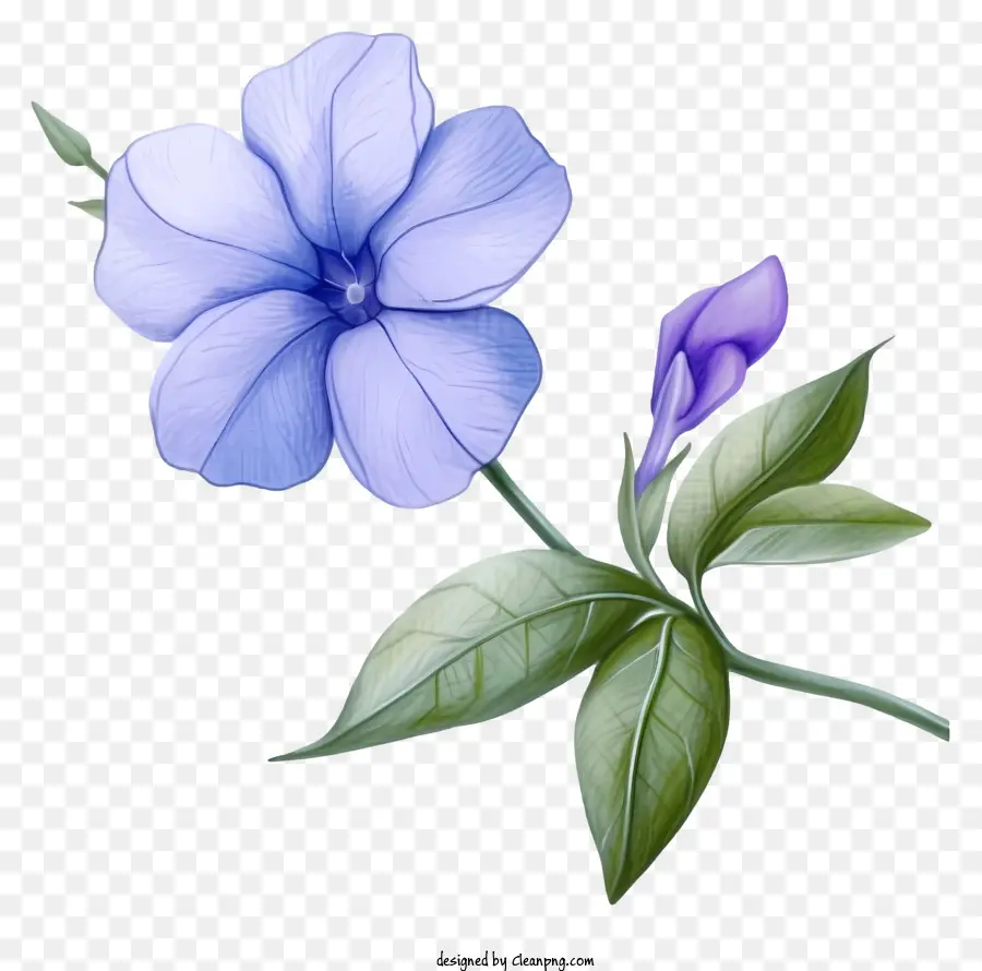 Flor Elegante De Periwinkle，Flor Azul PNG