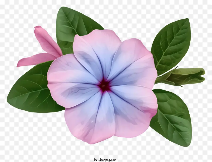 Flor Elegante De Periwinkle，Flor PNG