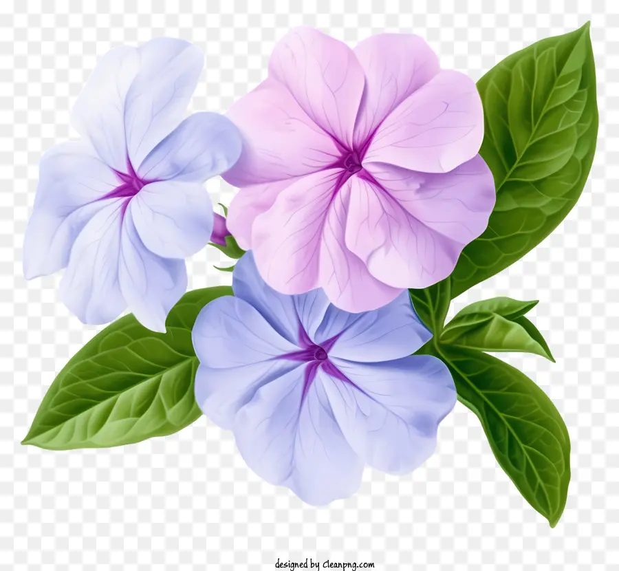 Flor Elegante De Periwinkle，Flores De Color Púrpura PNG