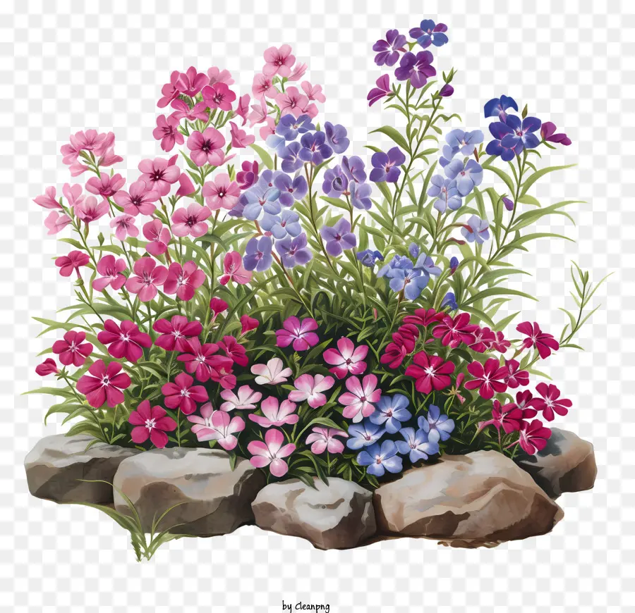 Cama De Flores Phlox，Flores De Colores PNG