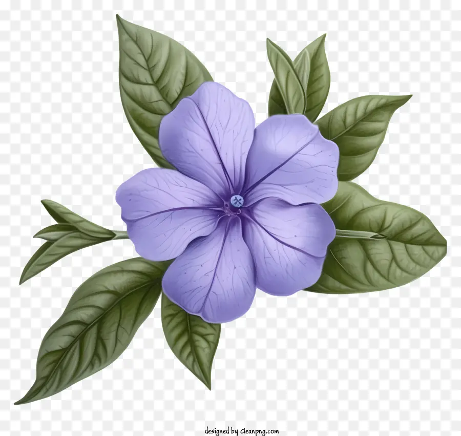 Flor Elegante De Periwinkle，Flor Morada PNG