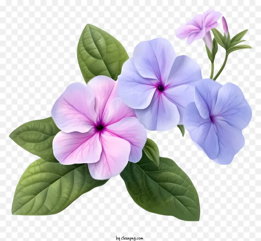 Elegante Flor De Bígaro，Flor PNG