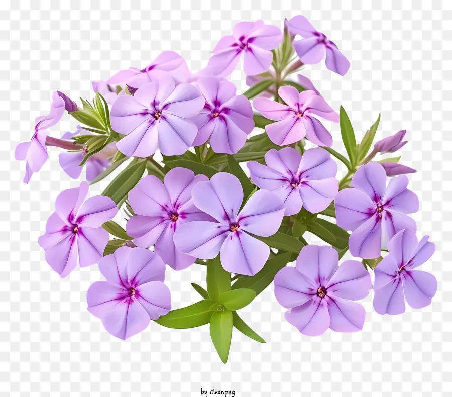 Cama De Flores Phlox，Flor Rosa PNG