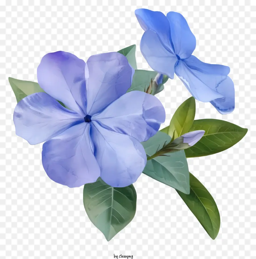 Flor Elegante De Periwinkle，Flor Azul PNG