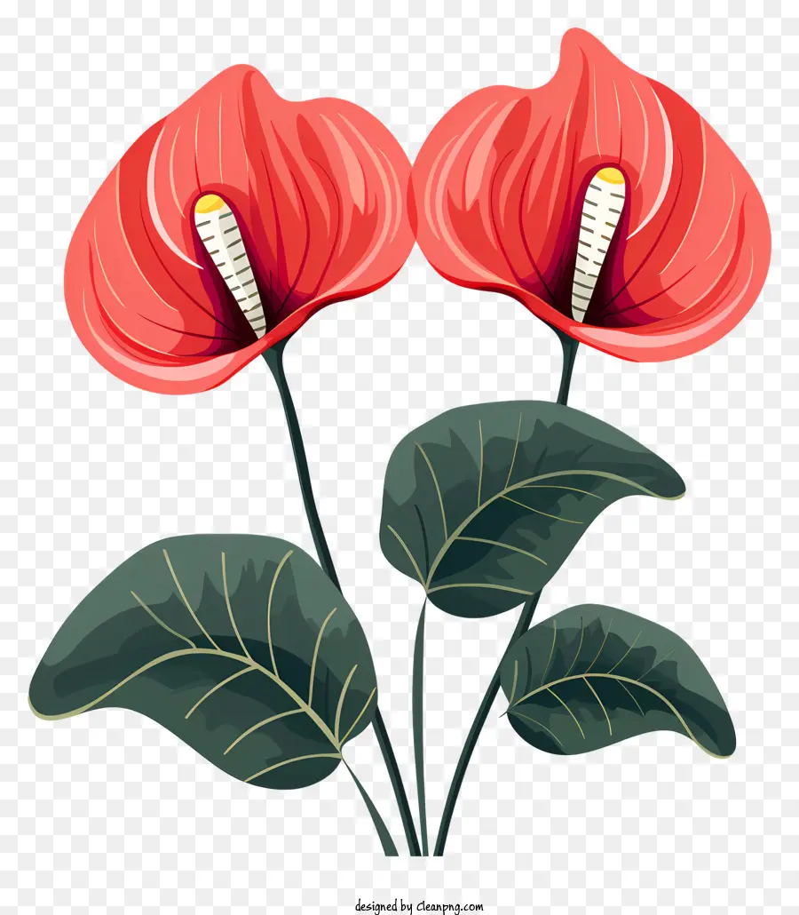 Flores De Anthurium，Tanta Flor PNG