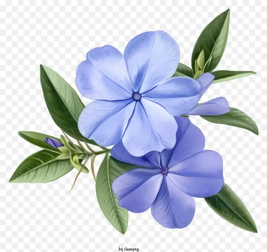 Flor Elegante De Periwinkle，Flores De Color Azul PNG