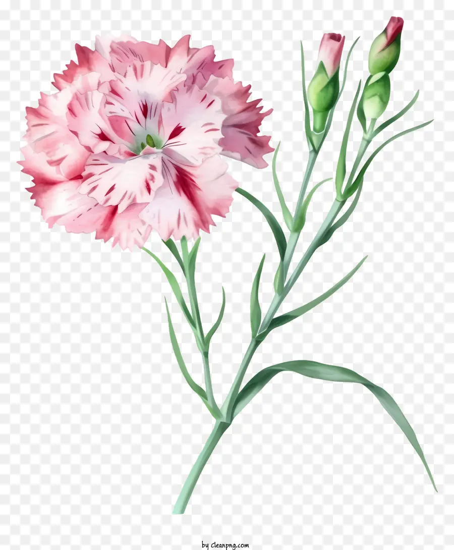 Acuarela Elegante Dianthus Flor，Clavel Rosa PNG