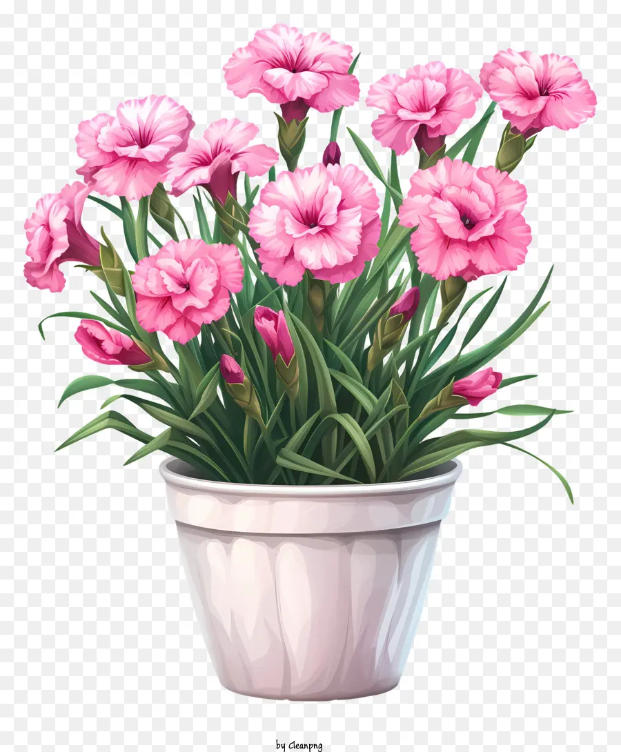 Dianthus Flor，Clavel Rosa PNG
