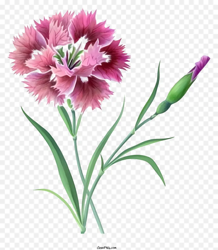 Ilustraciones Detalladas，Flor Rosa PNG