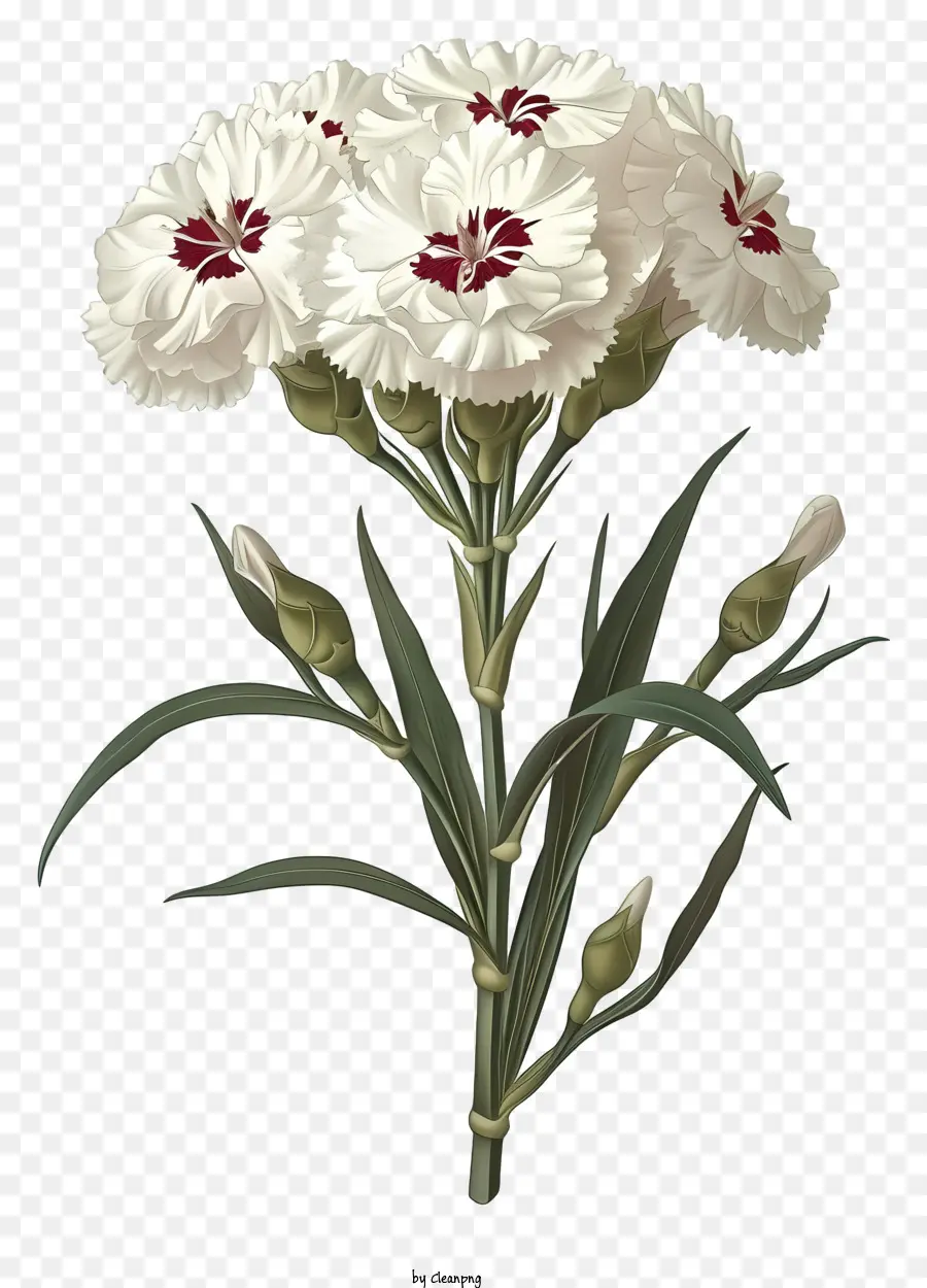 Elegante Icono De Flores De Dianthus，Claveles Blancos PNG