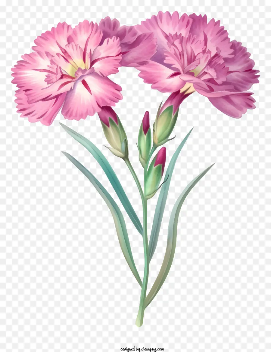 Diseño De Dibujo De Vector De Flores Elegante Dianthus，Flor Rosa PNG