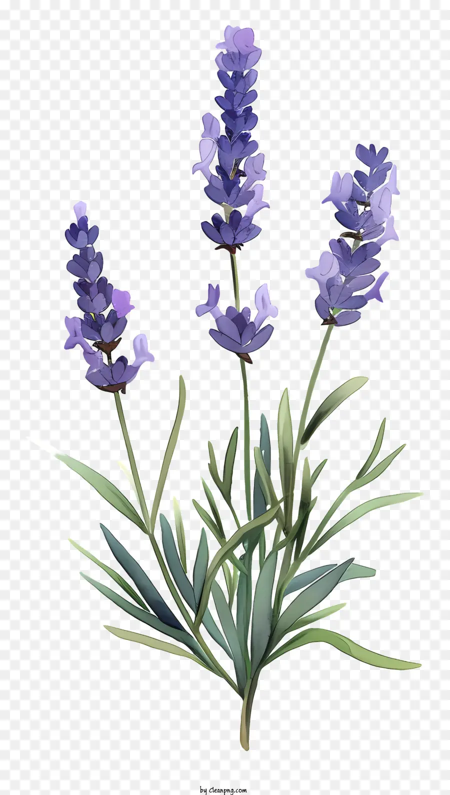 Lavanda，Flor Morada PNG